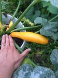 gardenpicked @gardenpicked profile image