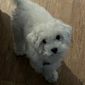 lulifante @lulifante profile image
