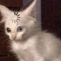 painsmyenvying @painsmyenvying profile image