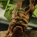 @-mandragola- profile image