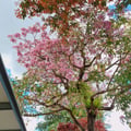 kces @kces profile image