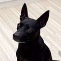 chroe @chroe profile image