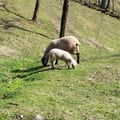 gtarocco @gtarocco profile image