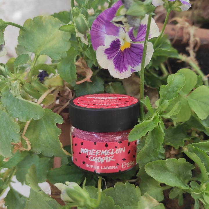 photo of LUSH Fresh Handmade Cosmetics Watermelon Sugar Scrub Labbra shared by @daabit on  13 Jul 2021 - review