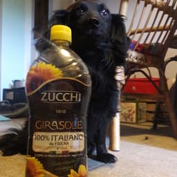 Zucchi