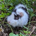 cardolina @cardolina profile image