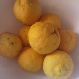 god's lemons