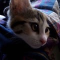 triglifafalelotosus @triglifafalelotosus profile image