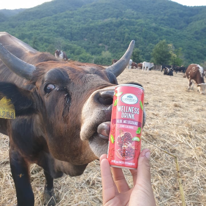 photo of L'angelica Wellness Drink Alone E Melograno, Zero Calorie shared by @alessandramigliorini on  18 Jun 2022 - review