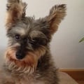 llonguetina @llonguetina profile image