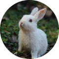 meltingpotatoes @meltingpotatoes profile image