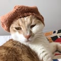 @dittoadultecat profile image