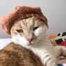 dittoaultecat