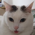pru69 @pru69 profile image