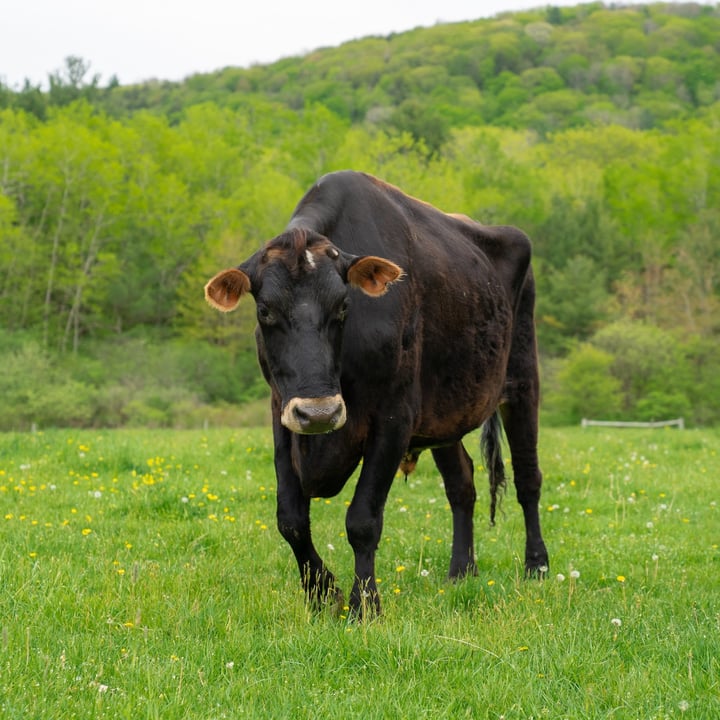 review photo shared by @farmsanctuary on 21 Jul 2022 - post