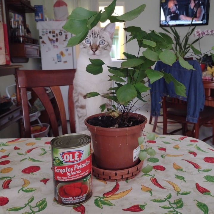review photo of Angelo auricchio & cia olé tomates pelados inteiros shared by @sloddi on 09 May 2022 - review