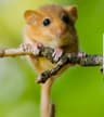 snowydormouse