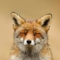 avocatto @avocatto profile image