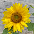 beanerys @beanerys profile image