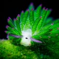 avatar of nudibranco