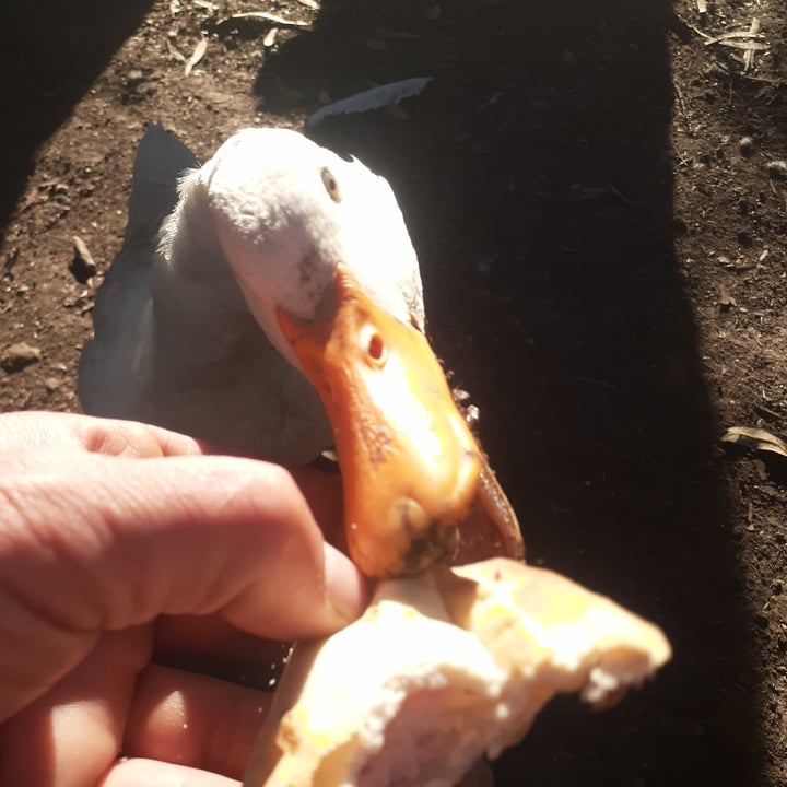 review photo of Empanadas de 10 Empanada De Jamón Y Queso shared by @azog on 25 Jun 2021 - review