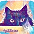 avatar of gattiditorino