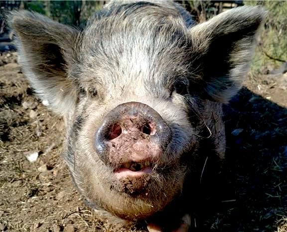 Muddy face pig