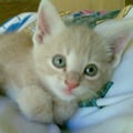 kania @kania profile image