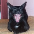 selinakyle @selinakyle profile image