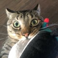 adamame @adamame profile image