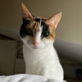 mickfan @mickfan profile image