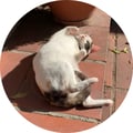 camirabier @camirabier profile image