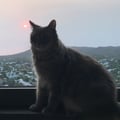 mehmehrene @mehmehrene profile image