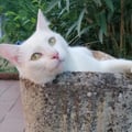 akelidevi @akelidevi profile image