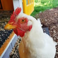 rachelhrieman @rachelhrieman profile image