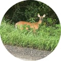 mmdolan @mmdolan profile image