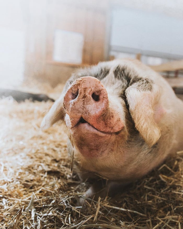 cute smiling pig