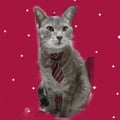 mrpmilo @mrpmilo profile image
