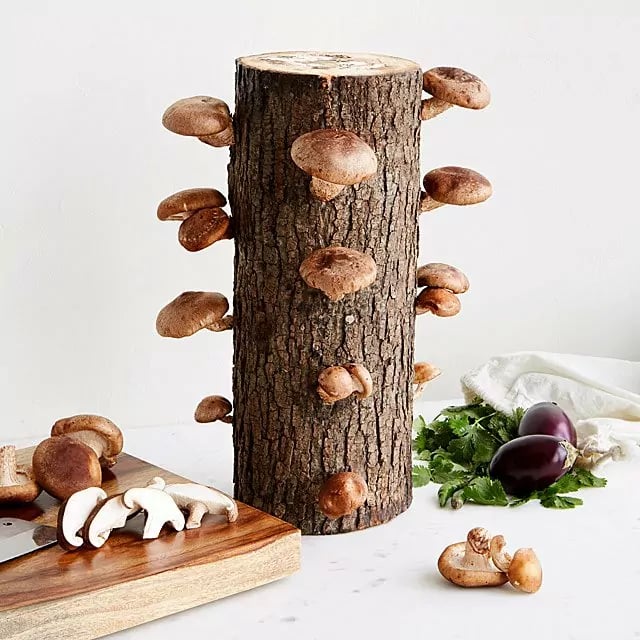 mushrooms