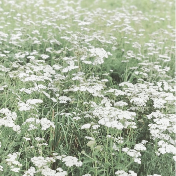 review photo shared by @floraandfauna on 05 Sep 2021 - post