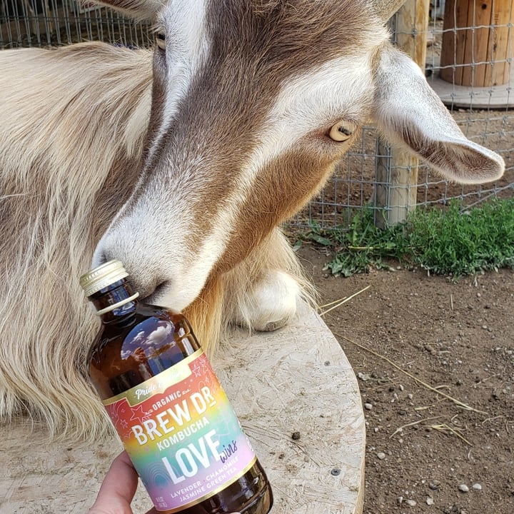 photo of Brew Dr. Kombucha Love Wins Pride edition shared by @ambularfortheanimals on  28 Jun 2021 - review