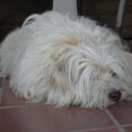 estertorti @estertorti profile image