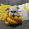 myrian-araujo @myrian-araujo profile image
