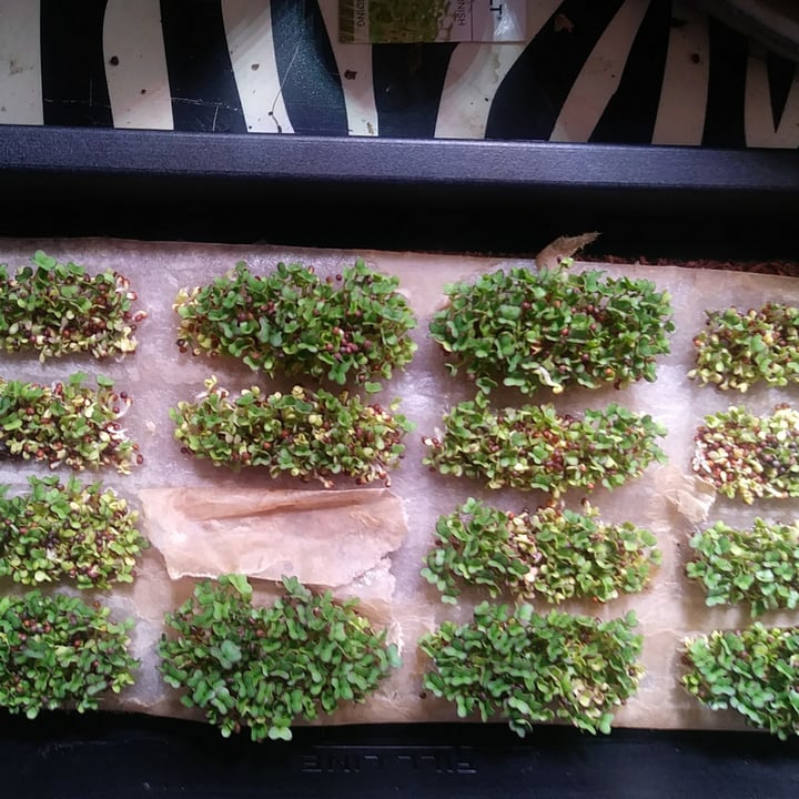 review photo of Hamama Mico Greens Grow Kit shared by @pamjah on 21 Feb 2021 - review