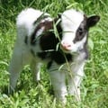 woovegan @woovegan profile image