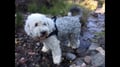 brigittestaps @brigittestaps profile image