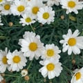 martinabotelli @martinabotelli profile image