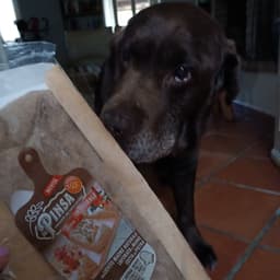 La pizza +1