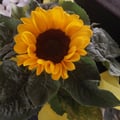 @carlaasoares profile image