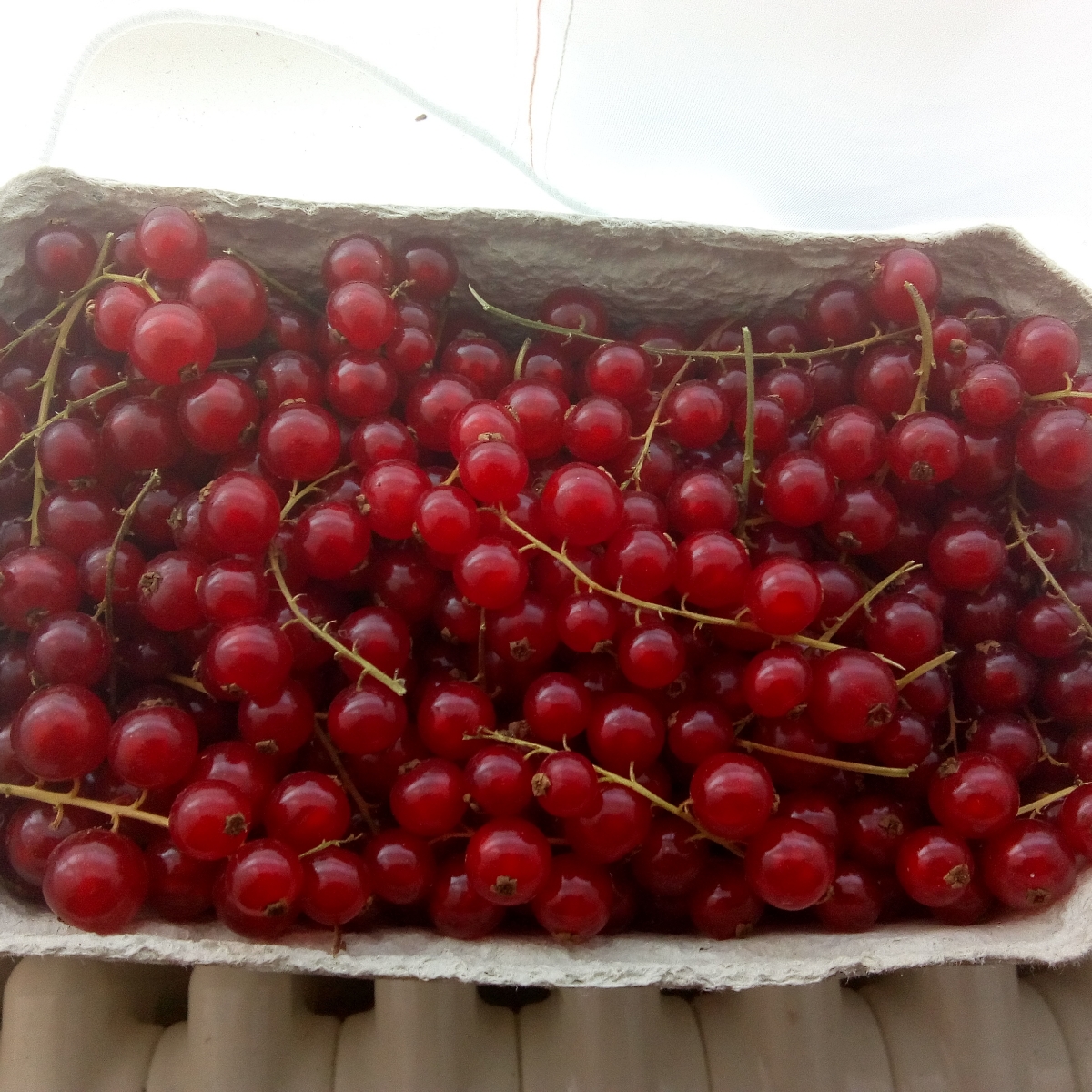 Avalia es De Rote Johannisbeeren Da Lidl Abillion 27000-sek-eur